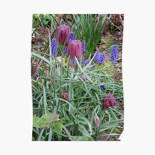 Muscari and Fritillary Poster