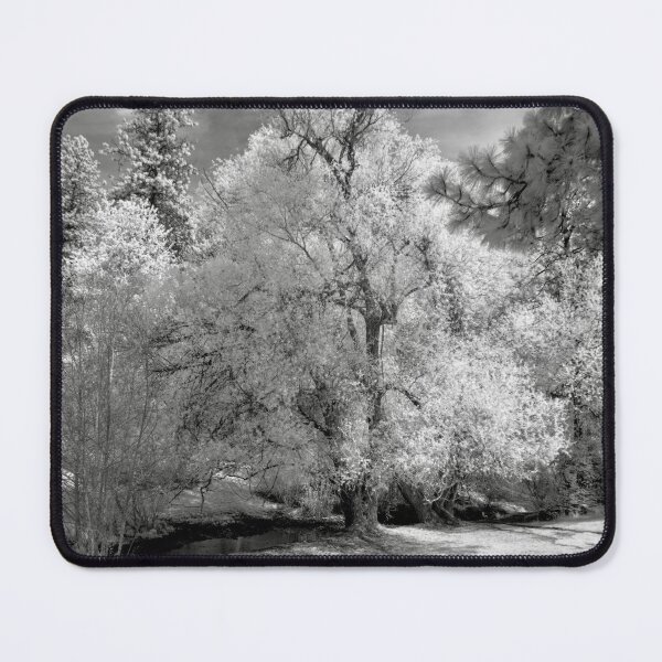Artikelvorschau, Trees and stream in monochrome entworfen und verkauft von Cblifeisgood.