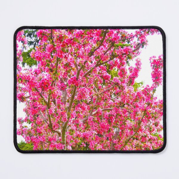 Item preview, Japanese pink Cherry Blossom designed and sold by corichard.