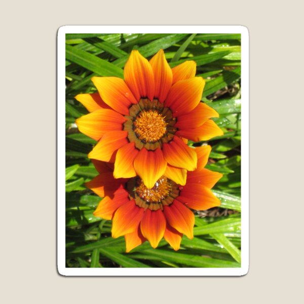 Item preview, Pair of Fireburst Gazania in Vibrant Orange and Red with Green Leaves designed and sold by JoyousArt4u.