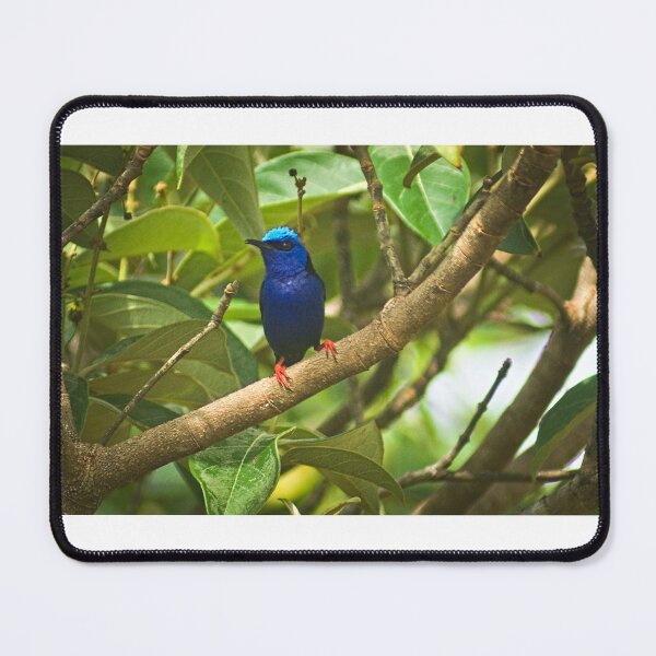 Item preview, Cla blue bird designed and sold by pcfyi.