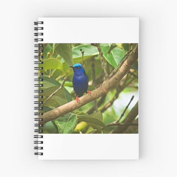 Item preview, Cla blue bird designed and sold by pcfyi.