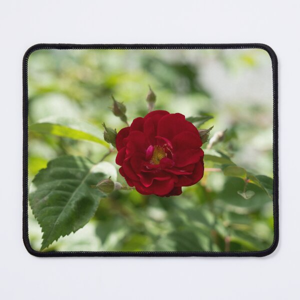 Item preview, Bold Red Rose Bloom with Dreamy Background designed and sold by Georgia Mizuleva.