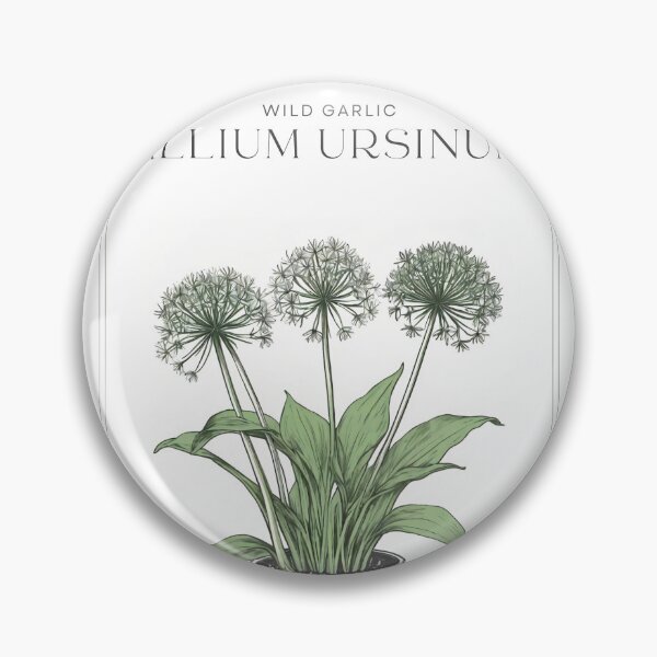 Item preview, Wild Garlic, Allium ursinum Rustic sketch by CallisC Arts ⭐⭐⭐⭐⭐ designed and sold by CallisC-Arts.