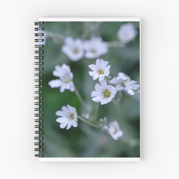 Item preview, Macro shot of Boreal chickweed flowers Cerastium biebersteini designed and sold by JPopov.