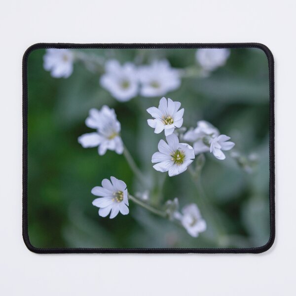 Item preview, Macro shot of Boreal chickweed flowers Cerastium biebersteini designed and sold by JPopov.