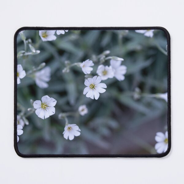 Item preview, Macro shot of Boreal chickweed flowers Cerastium biebersteini designed and sold by JPopov.