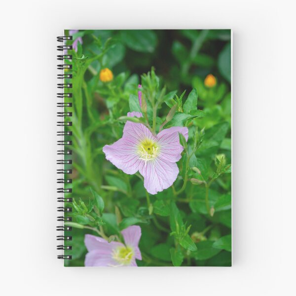 Item preview, Pink Evening Primrose Oenothera speciosa blooming on spring meadow  designed and sold by JPopov.