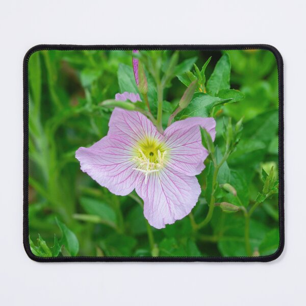 Item preview, Pink Evening Primrose Oenothera speciosa blooming on spring meadow designed and sold by JPopov.