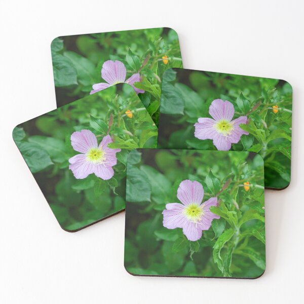 Item preview, Pink Evening Primrose Oenothera speciosa blooming on spring meadow  designed and sold by JPopov.