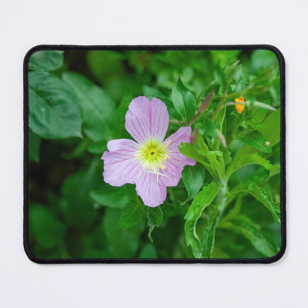 Item preview, Pink Evening Primrose Oenothera speciosa blooming on spring meadow designed and sold by JPopov.