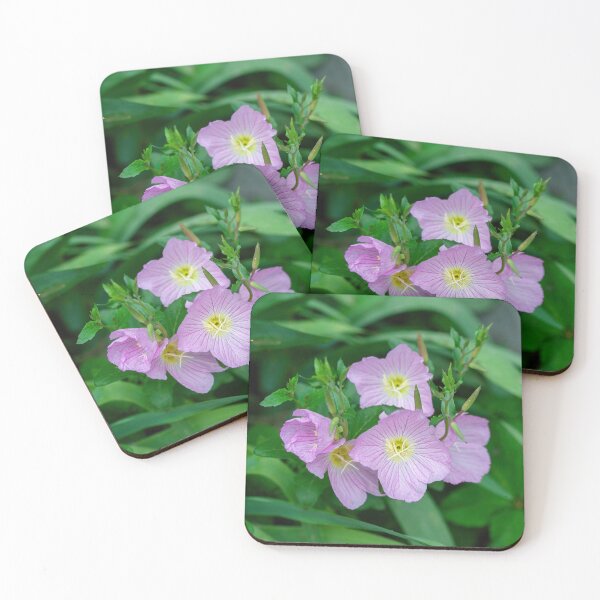 Item preview, Pink Evening Primrose Oenothera speciosa blooming on spring meadow  designed and sold by JPopov.