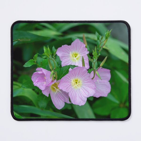 Item preview, Pink Evening Primrose Oenothera speciosa blooming on spring meadow  designed and sold by JPopov.