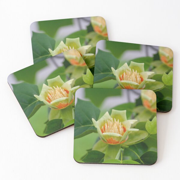 Item preview, Macro shot of Tulip tree Liriodendron tulipifera designed and sold by JPopov.