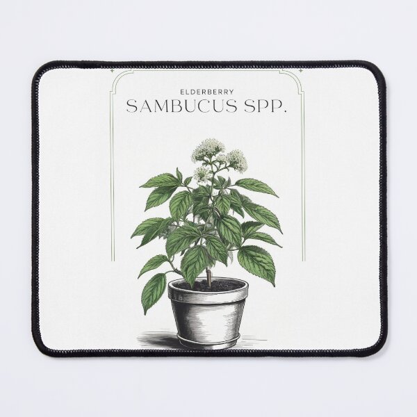 Item preview, Elderberry Sambucus spp. Minimal Rustic sketch by CallisC Arts ⭐⭐⭐⭐⭐ designed and sold by CallisC-Arts.