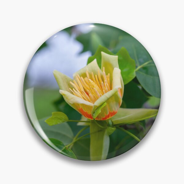 Item preview, Macro shot of Tulip tree Liriodendron tulipifera designed and sold by JPopov.