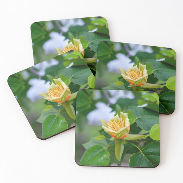 Item preview, Macro shot of Tulip tree Liriodendron tulipifera designed and sold by JPopov.