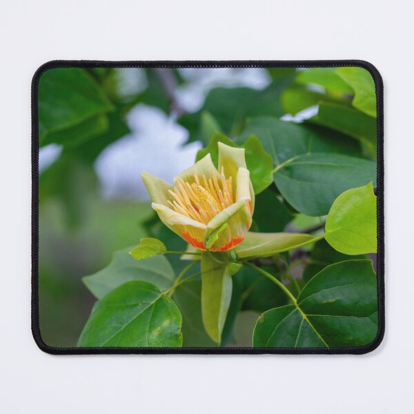 Item preview, Macro shot of Tulip tree Liriodendron tulipifera  designed and sold by JPopov.