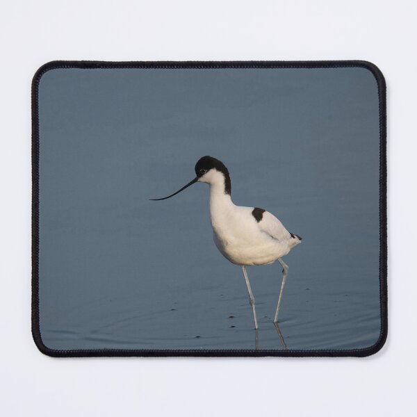 Item preview, Pied Avocet in water looking for food (Recurvirostra avosetta) designed and sold by JPopov.