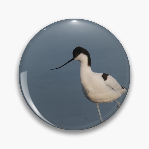 Item preview, Pied Avocet in water looking for food (Recurvirostra avosetta) designed and sold by JPopov.
