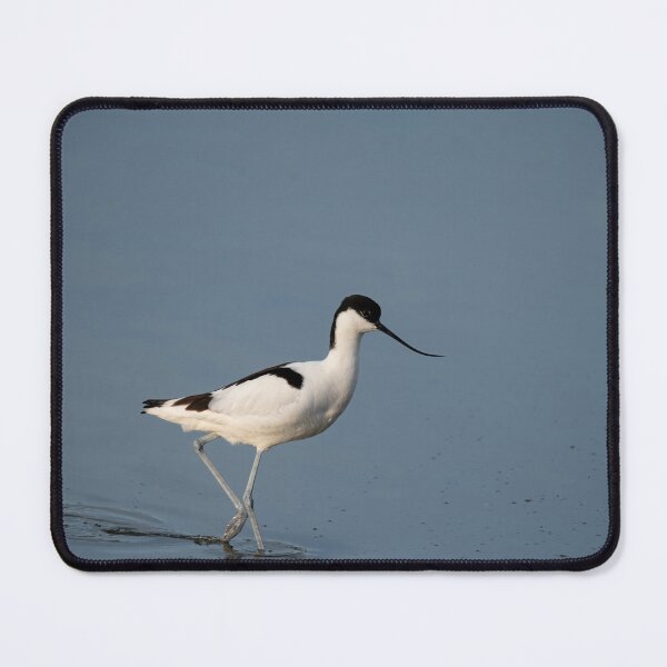Item preview, Pied Avocet in water looking for food (Recurvirostra avosetta)  designed and sold by JPopov.
