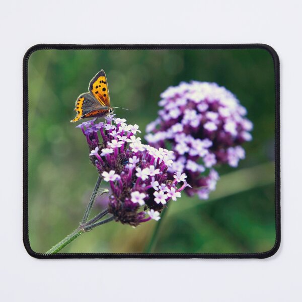 Item preview, Feeding Butterfly at  Goodnestone's  Park Gardens, Kent designed and sold by JohnGaffen.