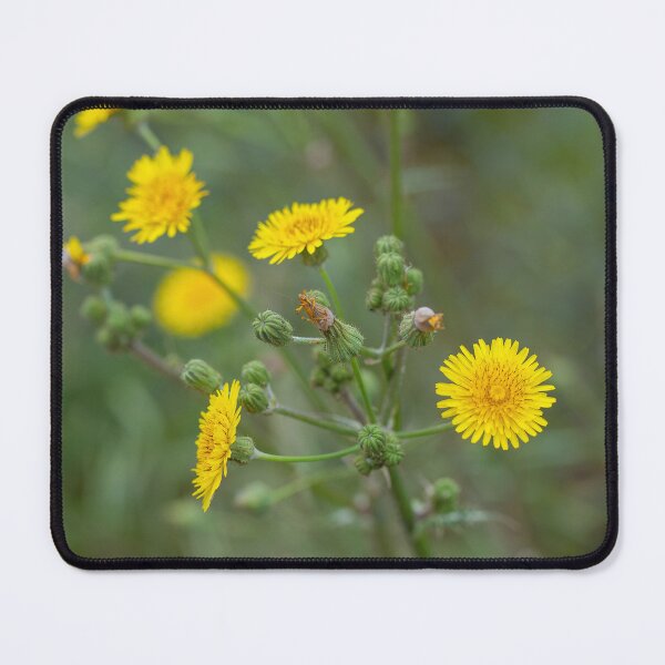 Item preview, Flower of a prickly sow thistle (Sonchus asper) designed and sold by JPopov.