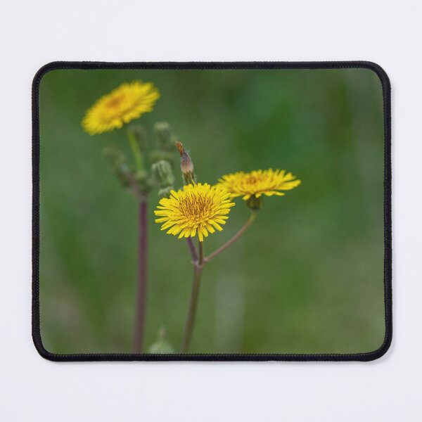 Item preview, Flower of a prickly sow thistle (Sonchus asper) designed and sold by JPopov.