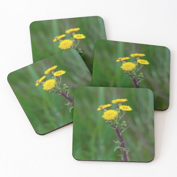 Item preview, Flower of a prickly sow thistle (Sonchus asper) designed and sold by JPopov.