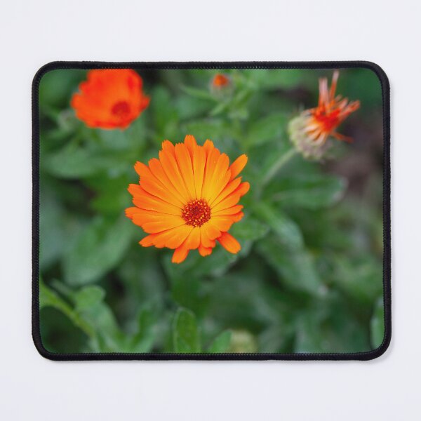 Item preview, Bright orange calendula marigold flower blooming in the spring sunlight designed and sold by JPopov.