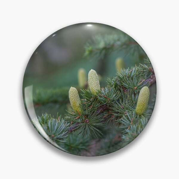 Item preview, Branch of an Atlas cedar with needles and cones.(Cedrus atlantica ) designed and sold by JPopov.