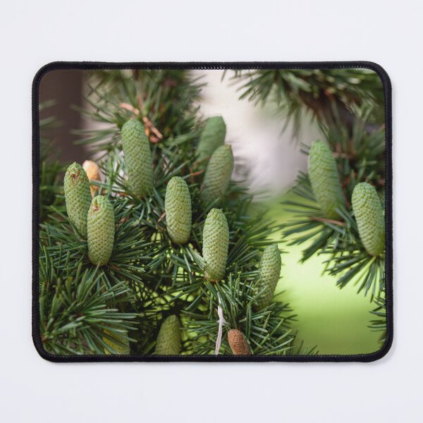 Item preview, Branch of an Atlas cedar with needles and cones.(Cedrus atlantica ) designed and sold by JPopov.