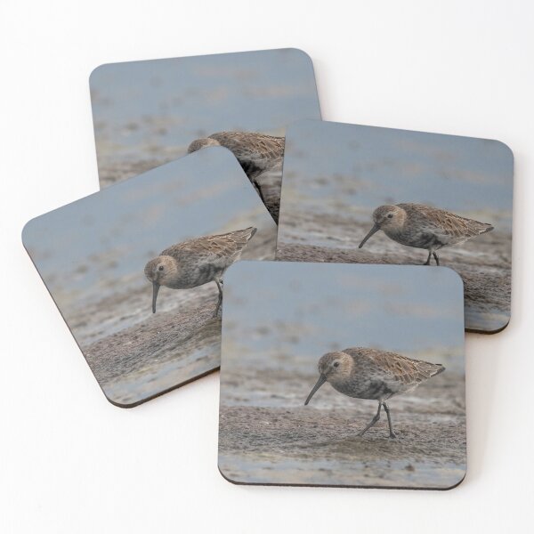 Item preview, The dunlin (Calidris alpina) catching worms in the water designed and sold by JPopov.