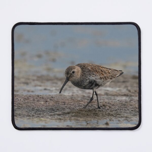 Item preview, The dunlin (Calidris alpina) catching worms in the water designed and sold by JPopov.