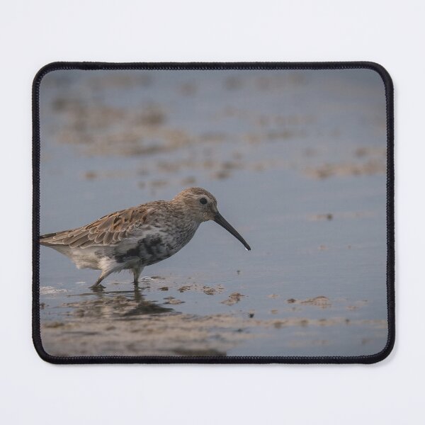Item preview, The dunlin (Calidris alpina) catching worms in the water designed and sold by JPopov.