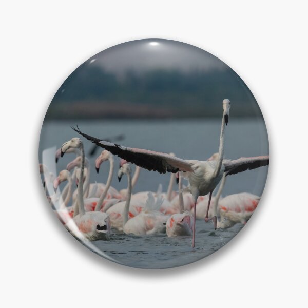 Item preview, Greater flamingo at Larnaca Salt-lake shore in the island of Cyprus designed and sold by JPopov.