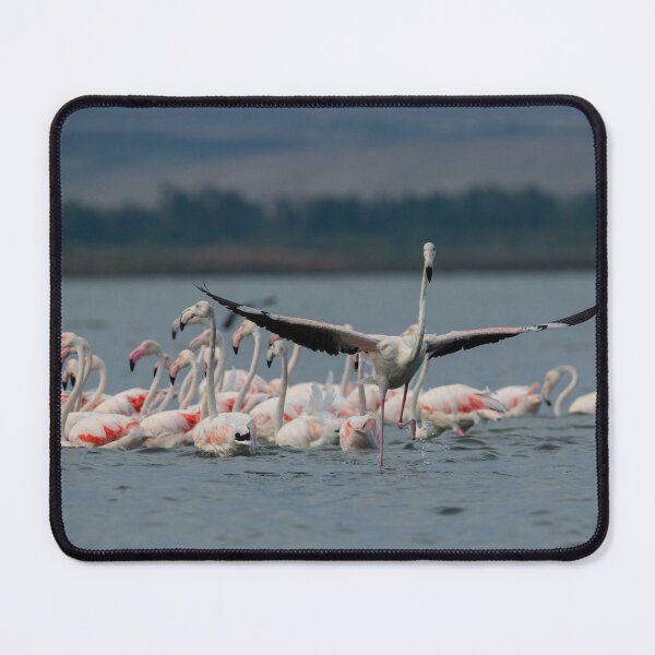 Item preview, Greater flamingo at Larnaca Salt-lake shore in the island of Cyprus designed and sold by JPopov.