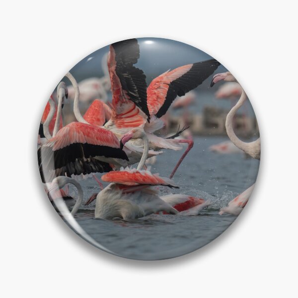 Item preview, Greater flamingo at Larnaca Salt-lake shore in the island of Cyprus designed and sold by JPopov.