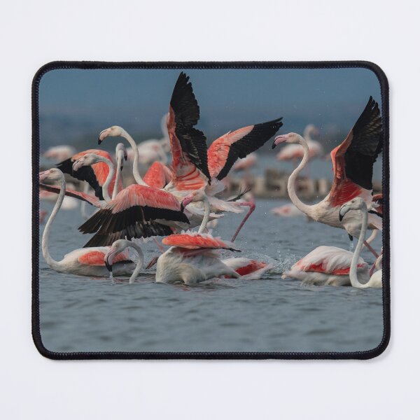 Item preview, Greater flamingo at Larnaca Salt-lake shore in the island of Cyprus designed and sold by JPopov.