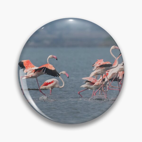 Item preview, Greater flamingo at Larnaca Salt-lake shore in the island of Cyprus designed and sold by JPopov.
