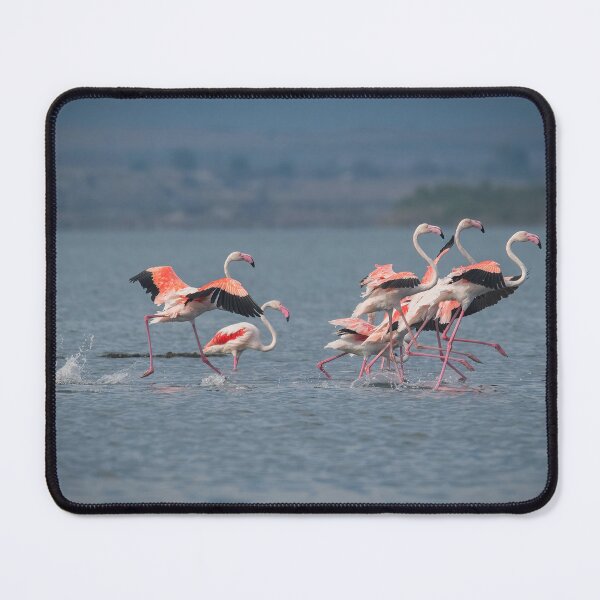Item preview, Greater flamingo at Larnaca Salt-lake shore in the island of Cyprus designed and sold by JPopov.