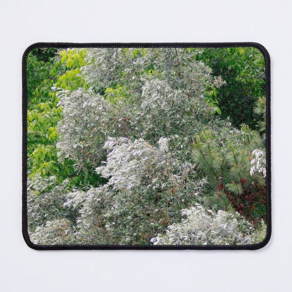 Item preview, olive tree. symbol of peace. love for trees designed and sold by Tereza Pilar  Art.