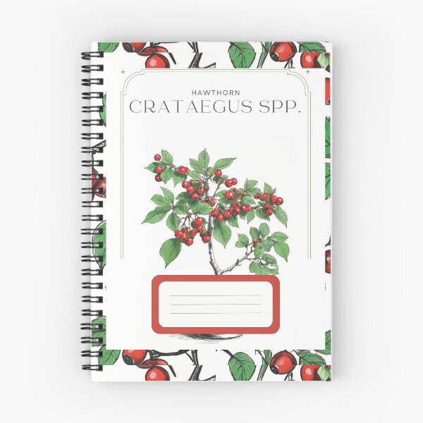 Item preview, Hawthorn Crataegus spp. Minimal Rustic sketch by CallisC Arts ⭐⭐⭐⭐⭐ designed and sold by CallisC-Arts.