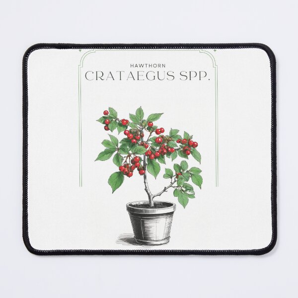 Item preview, Hawthorn Crataegus spp. Minimal Rustic sketch by CallisC Arts ⭐⭐⭐⭐⭐ designed and sold by CallisC-Arts.