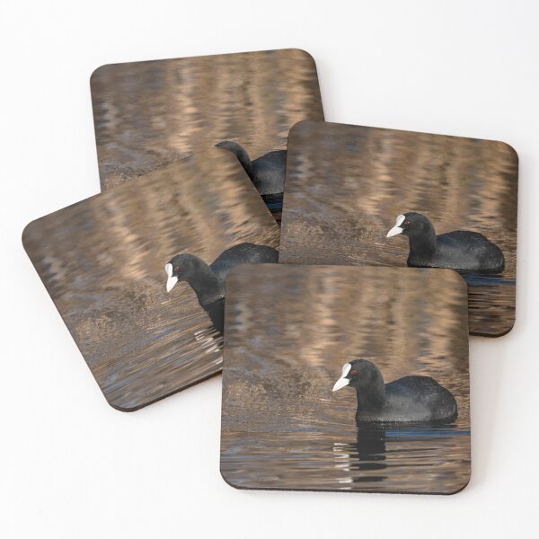Item preview, Coot designed and sold by MTPhotos1406.
