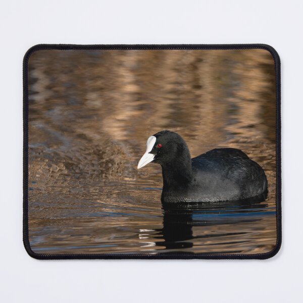 Item preview, Coot designed and sold by MTPhotos1406.