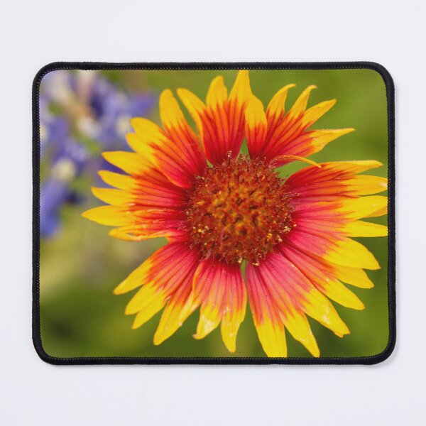 Item preview, Blanketflower: Gaillardia designed and sold by Stephanie SD3 Creative.