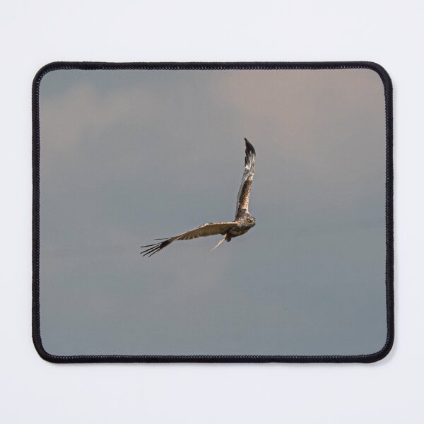 Item preview, Marsh Harrier designed and sold by MTPhotos1406.
