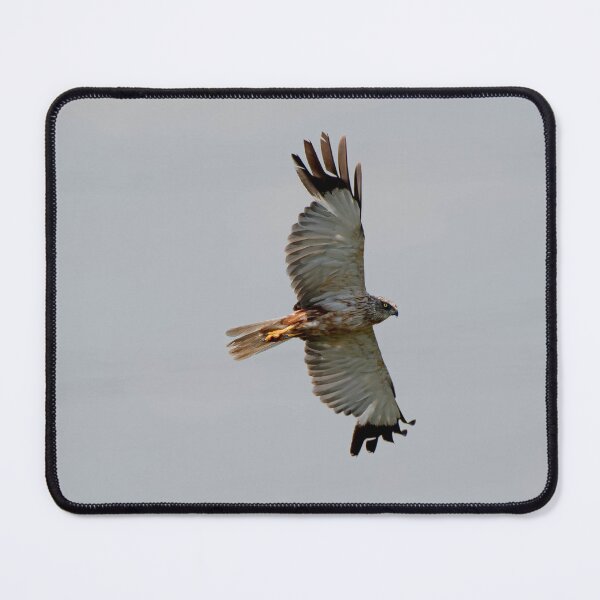 Item preview, Marsh Harrier designed and sold by MTPhotos1406.