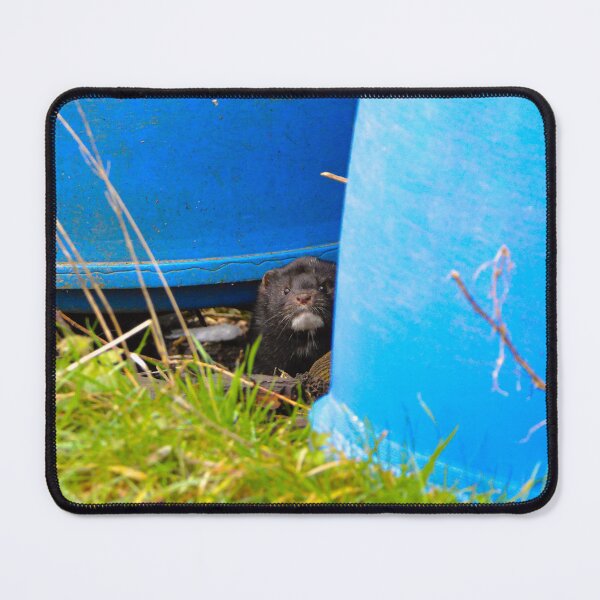 Item preview, American Mink designed and sold by MTPhotos1406.